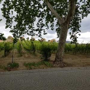 Barrel.rooms.Pacheca