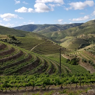 Monte bravo vineyards